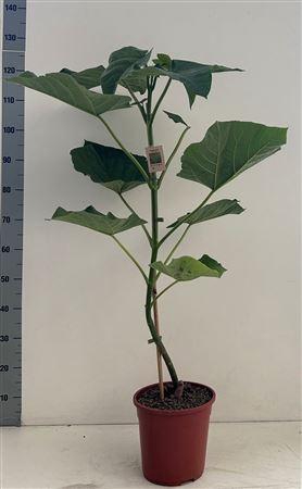 <h4>Paulownia Tomentosa</h4>