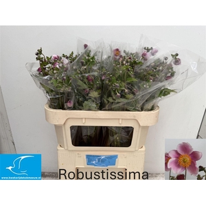 Anem Ov Robustissima