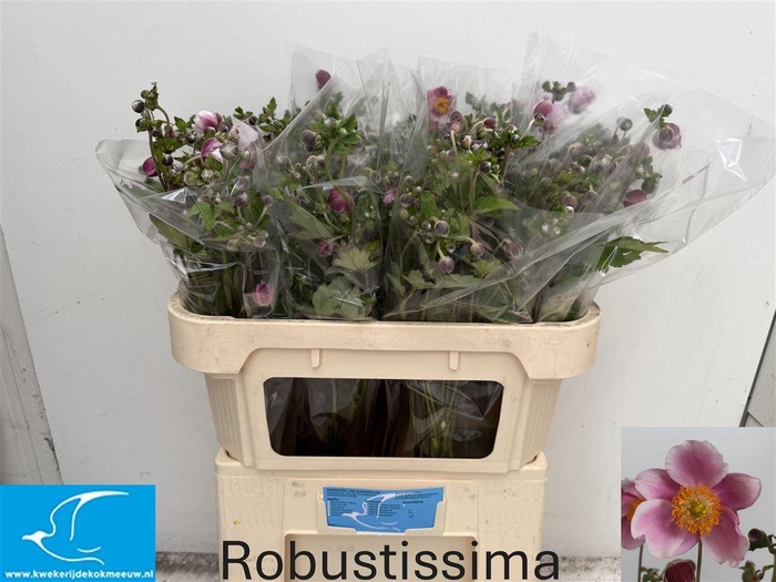 <h4>Anem Ov Robustissima</h4>