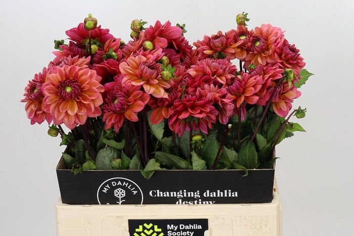 <h4>Dahlia Salmon Runner</h4>