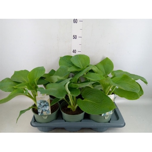 Hosta   ...