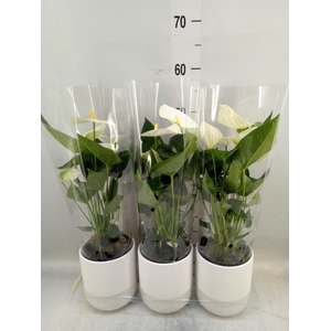 Anthurium  'Karma White'