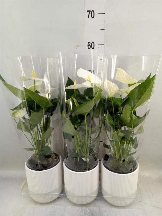 <h4>Anthurium  'Karma White'</h4>