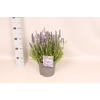 vaste planten 19 cm  Lavendel Spear Blue