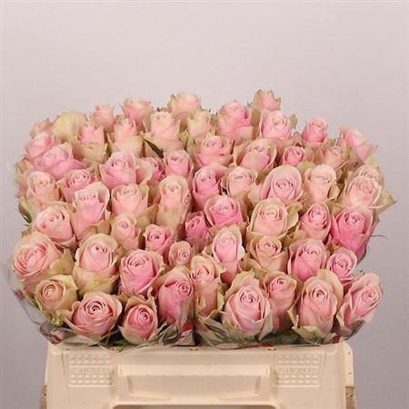 <h4>R Gr Pink Athena</h4>