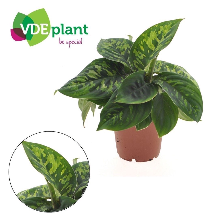 <h4>Dieffenbachia Camilla</h4>