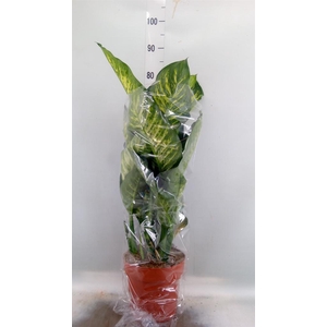 Dieffenbachia seg. 'Maroba'