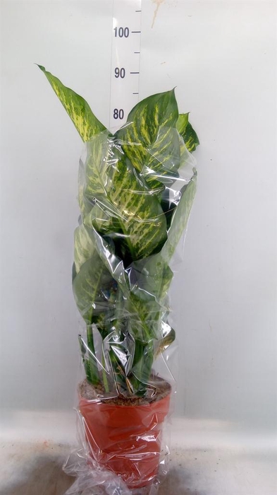 <h4>Dieffenbachia seg. 'Maroba'</h4>