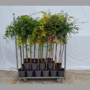 ACER PALMATUM 120 CM