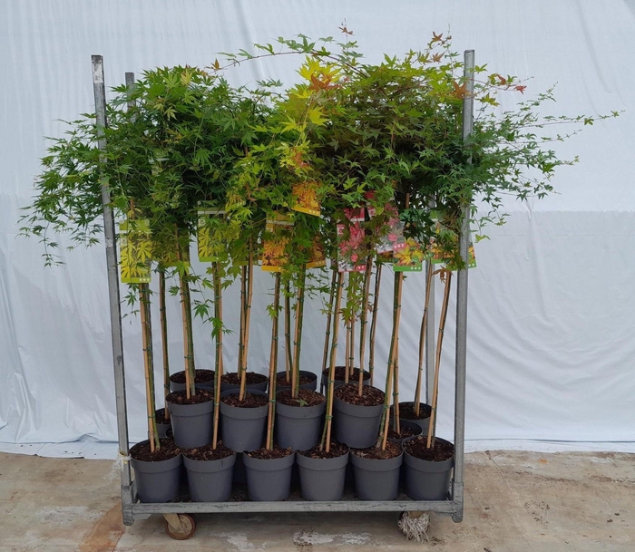 <h4>ACER PALMATUM 120 CM</h4>