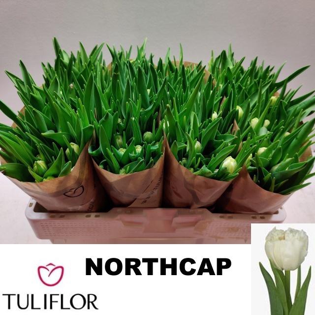 <h4>TU DU NORTHCAP</h4>