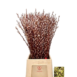 SALIX WILGENKATJES