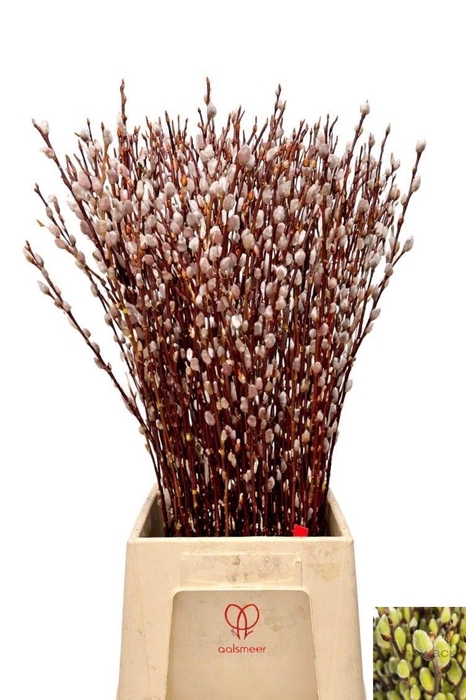 <h4>SALIX WILGENKATJES</h4>