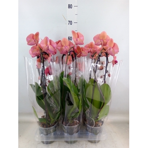 Phalaenopsis  'Elegant Cascade'