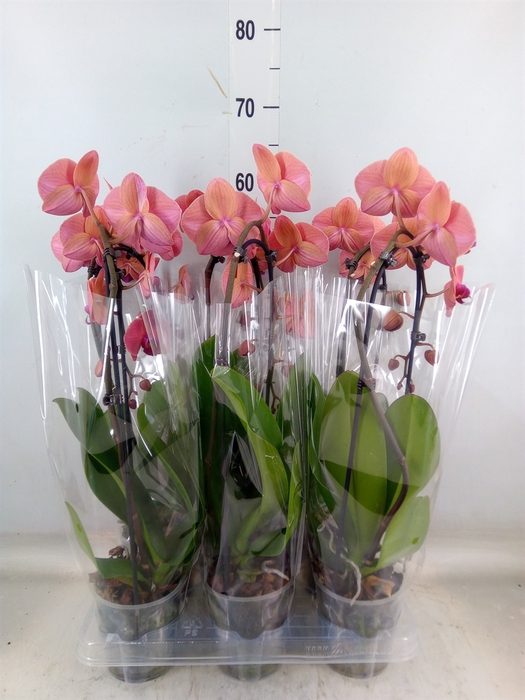 <h4>Phalaenopsis  'Elegant Cascade'</h4>
