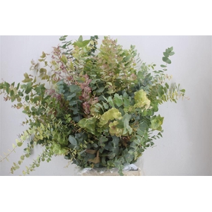 Euca Stuartiana Autumn P Bunch