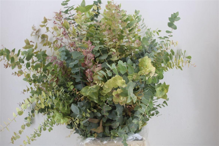 <h4>Euca Stuartiana Autumn P Bunch</h4>