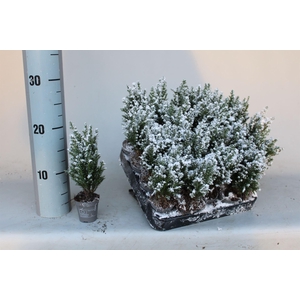 Chamaecyparis laws. 'Ellwoodii'