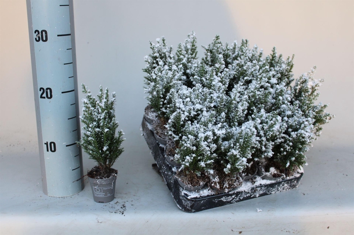 <h4>Chamaecyparis laws. 'Ellwoodii'</h4>