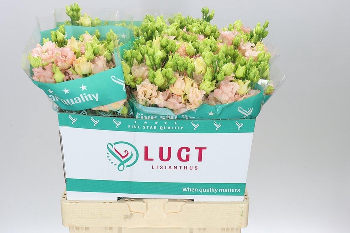 <h4>Eust Du Alissa L Apricot</h4>