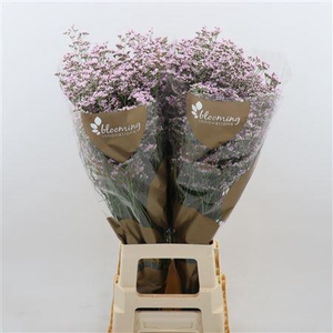 Limonium Safora Oshi Pink