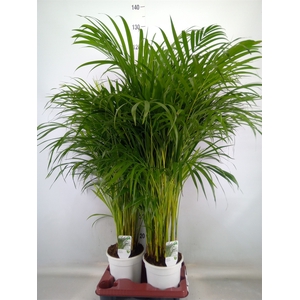 Dypsis lutescens   ...Chrysalidoca