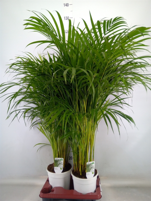 <h4>Dypsis lutescens   ...Chrysalidoca</h4>