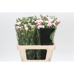 Dianthus Tr Symply Cherry