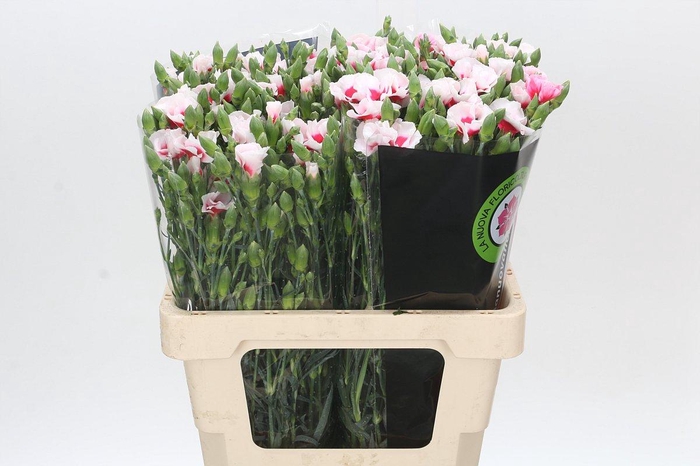 Dianthus Tr Symply Cherry