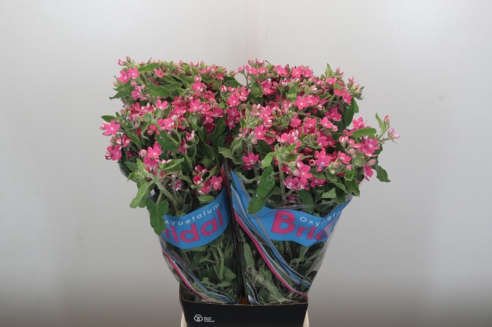 <h4>Oxypetalum Bridal Diana</h4>