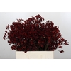 Anigozanthos Bush Ruby