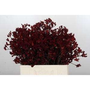 Anigozanthos Bush Ruby