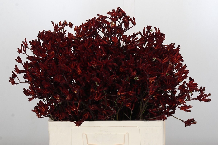 Anigozanthos Bush Ruby