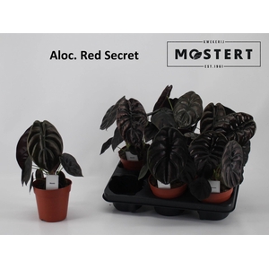 ALOC CU RED SECRET