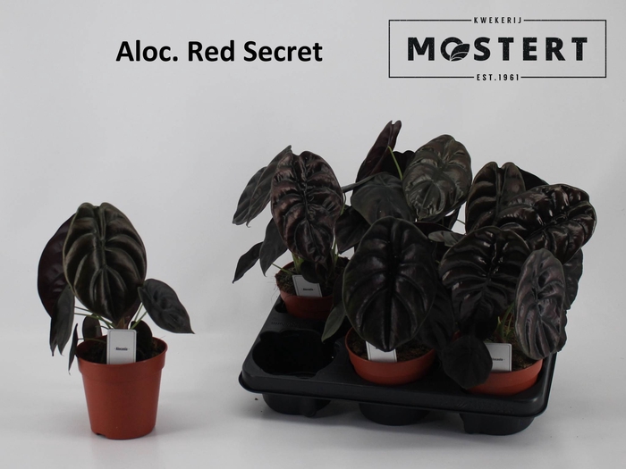 <h4>ALOC CU RED SECRET</h4>