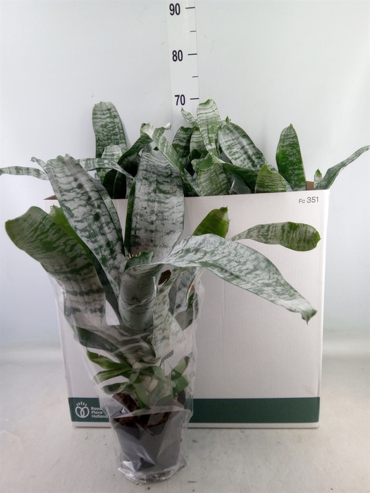 <h4>Aechmea fasciata 'Primera'</h4>