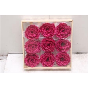 Wax Pioen Gr Cerise