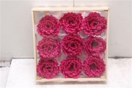 <h4>Wax Pioen Gr Cerise</h4>