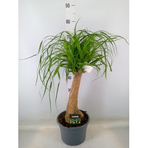 Beaucarnea recurvata