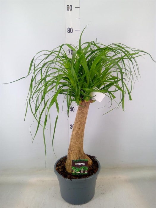<h4>Beaucarnea recurvata</h4>