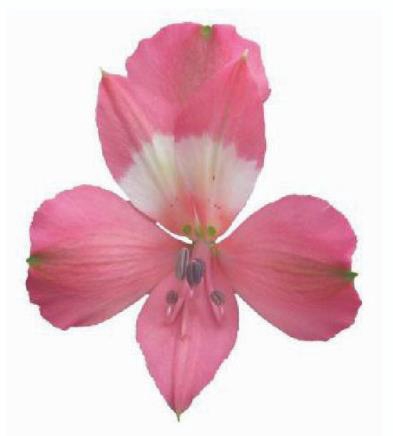 <h4>Alstr Serenity</h4>