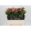 Paeonia Sarah Bernhardt