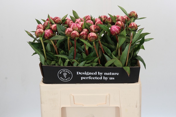 <h4>Paeonia Sarah Bernhardt</h4>