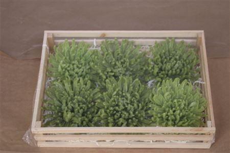 <h4>Wax Chrysant Groen</h4>