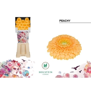 Germini Pomponi Peachy Diamond