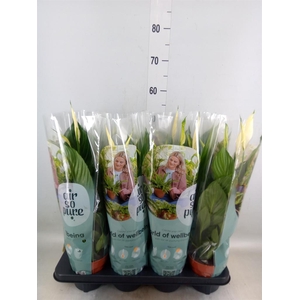 Spathiphyllum  'Pico Cupido'