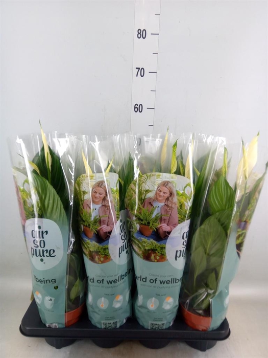 <h4>Spathiphyllum  'Pico Cupido'</h4>