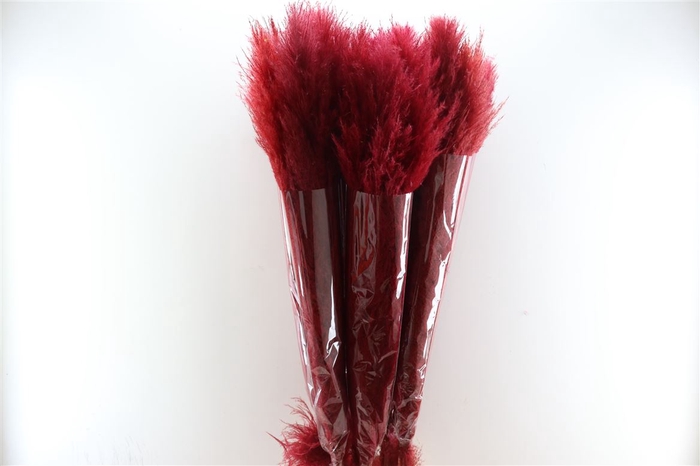 <h4>Dried Cortaderia Lao Grass Bleached Bordeaux Stem</h4>