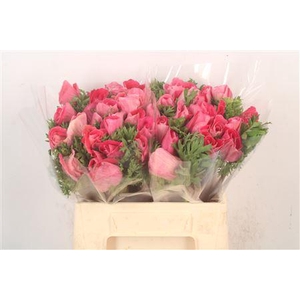 Anem Mistral Shocking X L X25