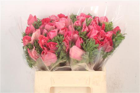 <h4>Anem Mistral Shocking X L X25</h4>